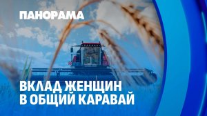 Учительница во время горячей жатвы села за руль МАЗа и помогает родному хозяйству. Панорама