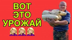 ВОТ ЭТО УРОЖАЙ. ОЛЬГА ИЗ ЗАУРАЛЬЯ. ОБЗОР.