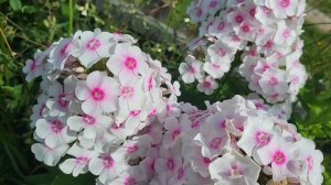 ФЛОКСЫ бело- розовые💮💮💮