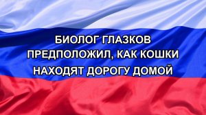 |Н. РФ| Биолог Глазков предположил, как кошки находят дорогу домой