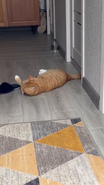 Дар Божий 😍#рыжийкотик#смешныеживотные#прикольныекоты
