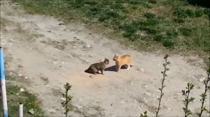 Классика