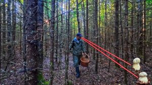 ГРИБНИК ЗАШЕЛ В ПЛОТНЫЙ ЕЛЬНИК И НАШЕЛ РЕДЧАЙШИЙ ВИД ГРИБОВ! БЛАГОРОДНЫЕ ГРИБЫ ОБИЛЬНО РАСТУТ В ЛЕСУ