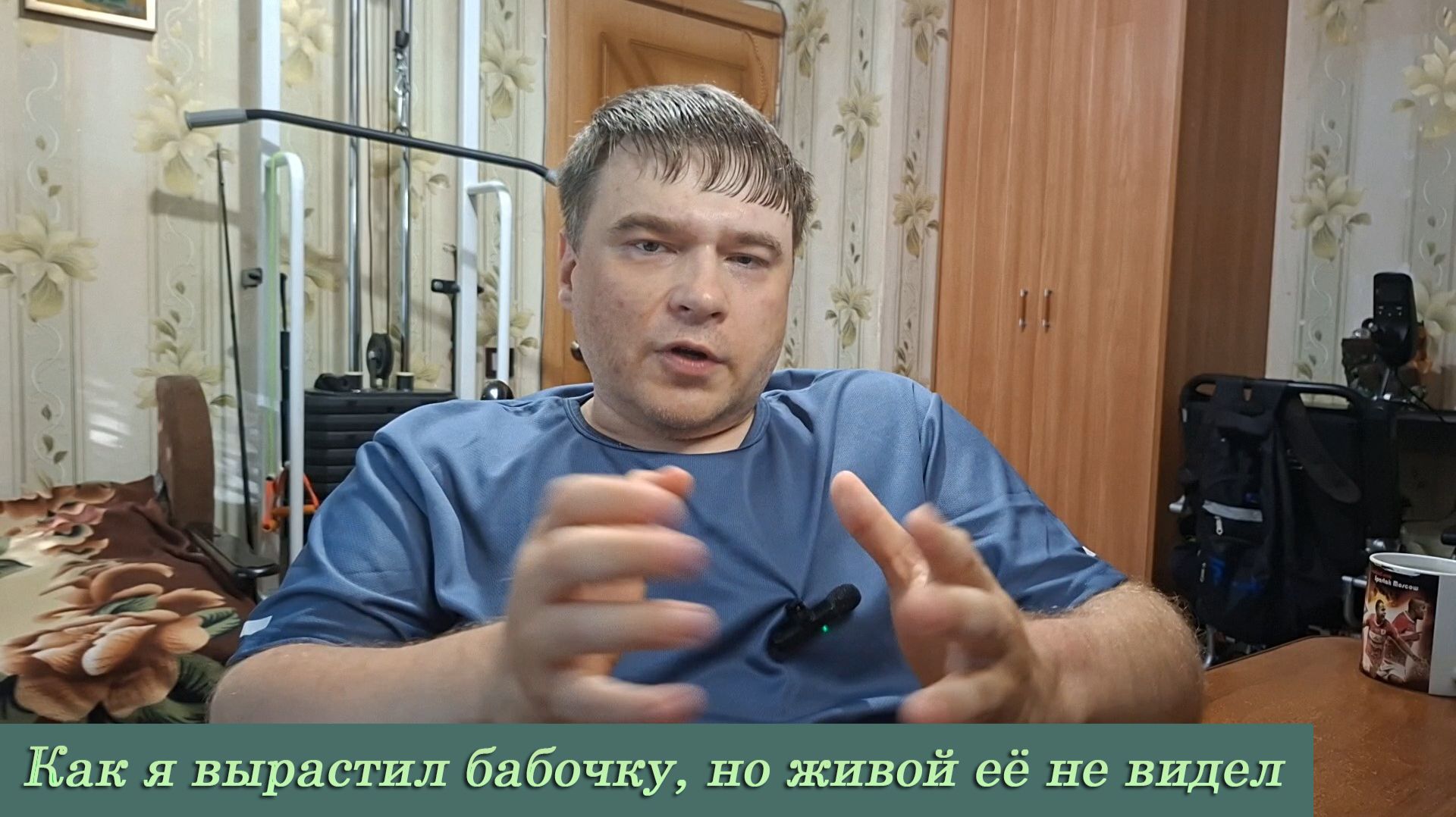 Как я вырастил бабочку, но живой её не видел
