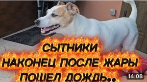 САМВЕЛ АДАМЯН,СЫТНИКИ,ПОСЛЕ ЖАРЫ НАКОНЕЦ ПОШЕЛ ДОЖДЬ☔️☔️