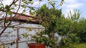 Доброе утро Мои собачки