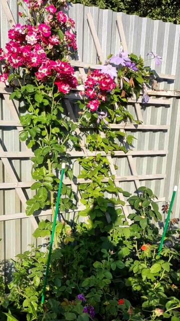 На даче В саду цветы🌼🌸🌺☘🌴