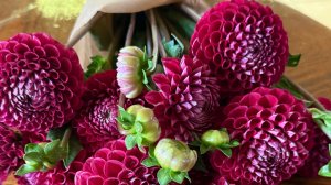 СРЕЗКА ГЕОРГИНОВ 💐//КАБАЧКОВАЯ ИКРА✅/ жизнь здесь и сейчас ✅❤️