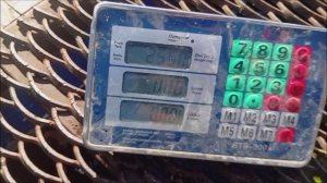 Зарыбление осетром Нижнего пруда. 250кг. отправились в водоём. Клёвое место лосиный остров