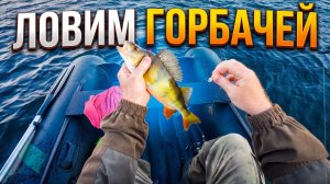 Рыбалка на севере. Ловим горбатых окуней. Супер клёв!