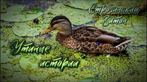 Утиные истории. Строгинский Затон.