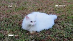 🐾 Мама-кошка подстригает шерсть на ферме и делает тигровую шапку для котят дома🐾🎩🐯