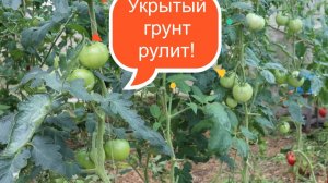 Укрытый грунт рулит.