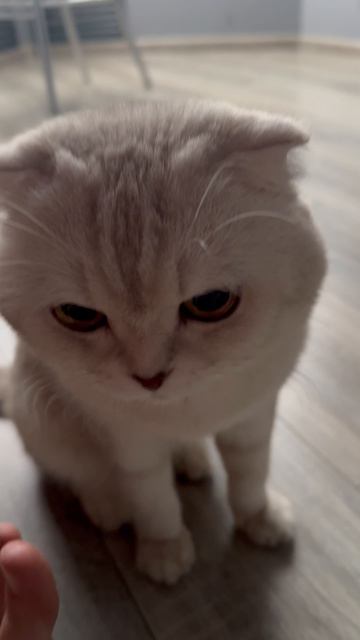 Если вы хотите чтобы с вами играл то меня надо будет покормить 😸👍