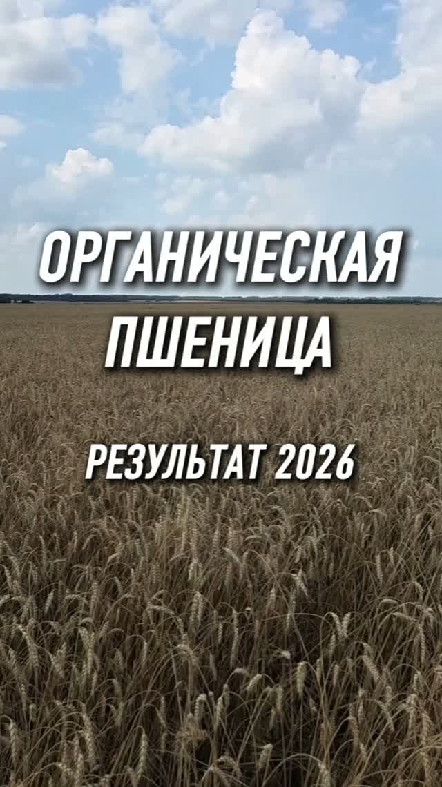 Ждем ваше мнение в комментариях #AUM #YogaFerma #Озимаяпшеница #пшеница #органическоеземледелие