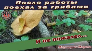 По грибы в конце июля Собрал целый пакет