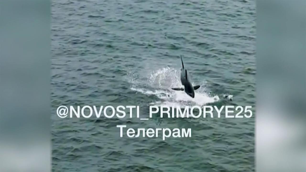 У берегов Приморья акулы наводят ужас на рыбаков и отдыхающих
