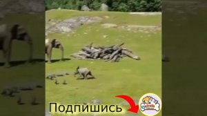 Зоопопури. слонята, медвежата и прочая милая мелкота