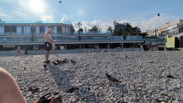 Крым.Ялта..борьба чаек,голубей и воробьев за еду