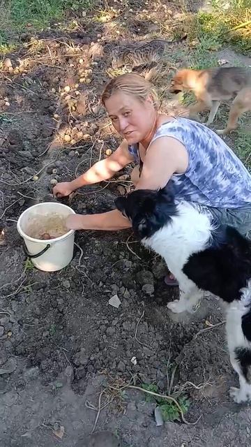 Собираем картошку