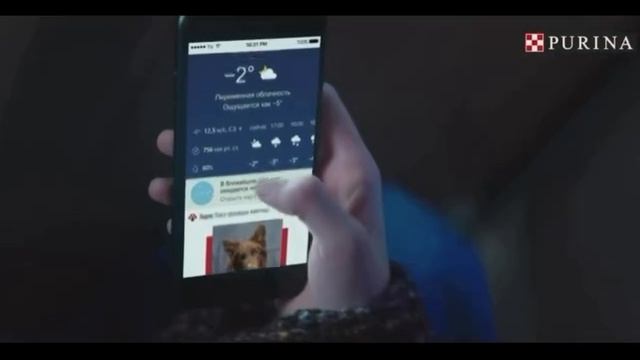 ПОТЕРЯВШАЯСЯ СОБАЧКА ЛЮСИ, КОТОРАЯ ЗАСТАВИЛА НАС ЗАПОМНИТЬ РЕКЛАМУ PURINA И ЯНДЕКСА