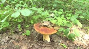 грибы и собака 08.08.26