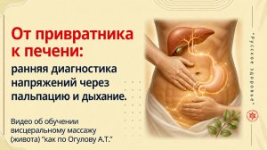 От привратника к печени: ранняя диагностика напряжений через пальпацию и дыхание. Видео об обучении