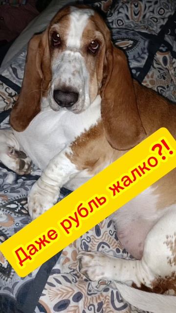 Басс: МОНЕТИЗАЦИИ НЕТ, ПОЗДРАВЛЕНИЙ НЕТ...