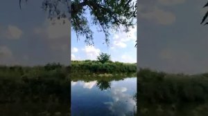 Август. Рыбалка. Журавли. Лебеди.