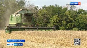В Белгородской области активно идет уборочная кампания