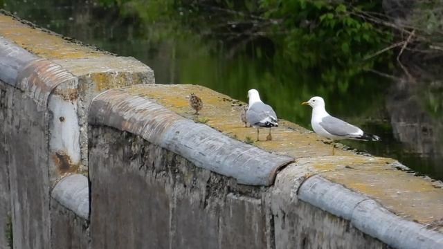 природа