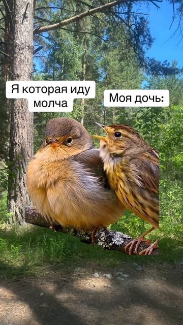 смешное видео