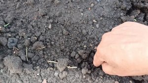 Наш секрет посева бобовых культур 🫛