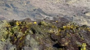 Излияние серы на Северо-Западном поле вулкана Менделеева