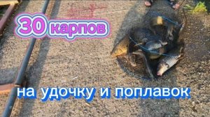 Огромные карпы утягивают удочки. рыбалка ..снасть «хоробуна».