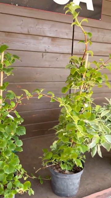 Черешковая гортензия 🌿для моего сада 🌿