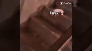 Я был обязан выложить это видео;)/тайга и павук  core: