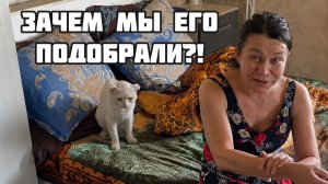 Иришка Чики Пики пожалела что подобрала кота на улице!