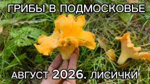 ГРИБЫ В ПОДМОСКОВЬЕ. АВГУСТ 2026. ЛИСИЧКИ