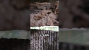 наблюдаем над соседями #пранк (меня спалили)