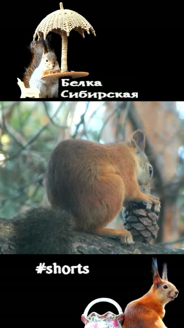 Белка на дереве шишку грызет