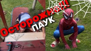 Встретился огромный паук. Ремонтируем и красим ступеньки. Все при деле.