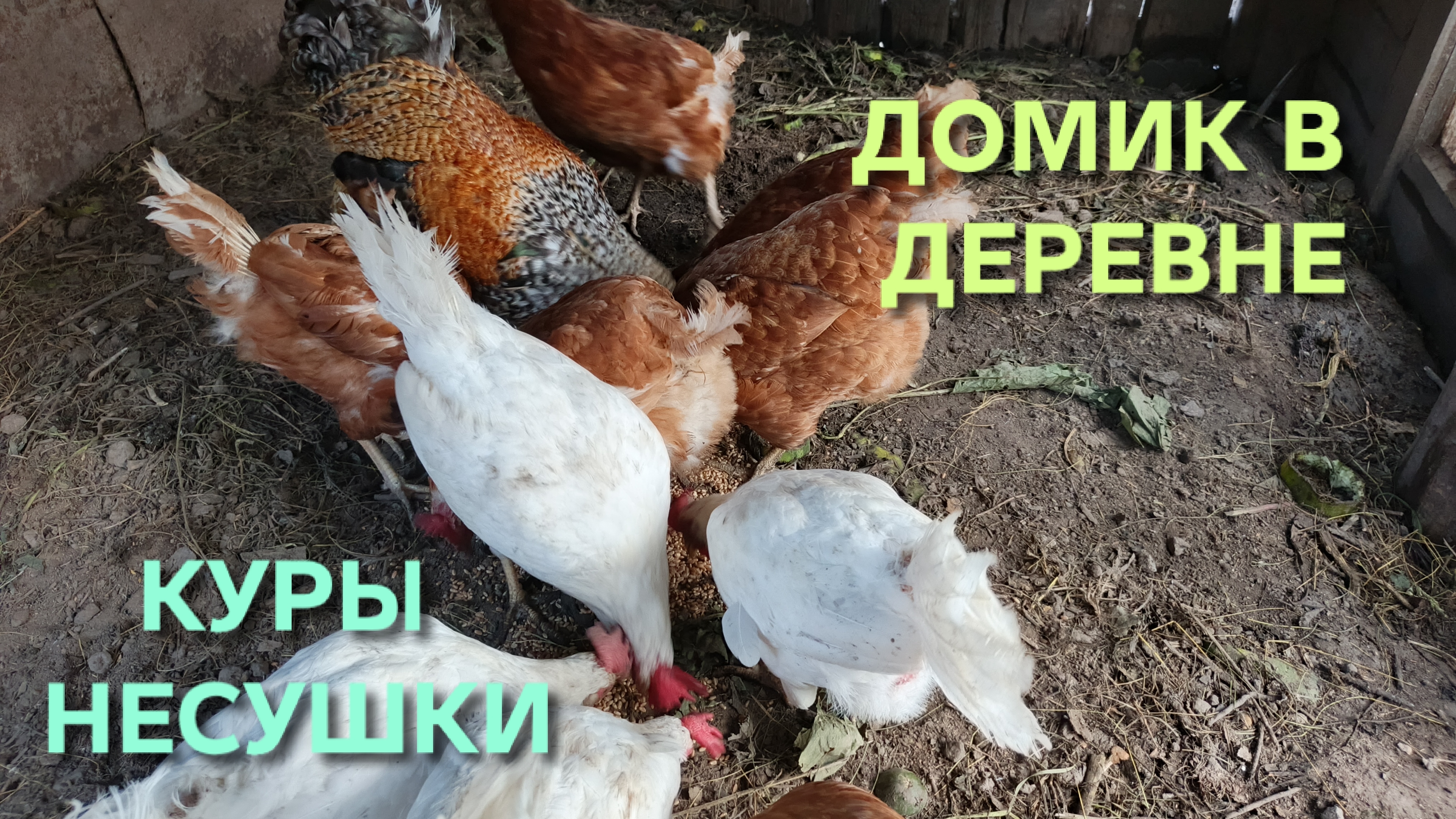 Жизнь в деревне Куры-несушки несутся хорошо Сбор яиц