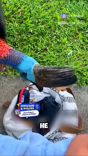 Древняя птица - Козуар 🦚