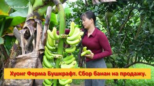 Хуонг Ферма Бушкрафт. Вьетнам. Сбор банан на продажу.