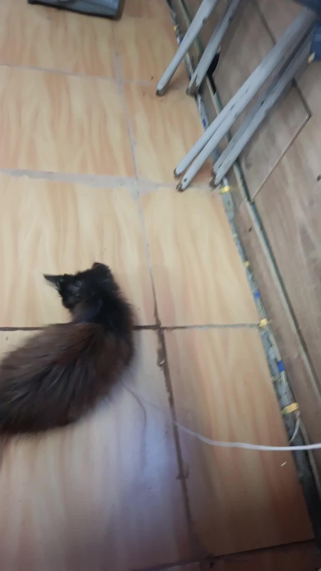 милый котик
