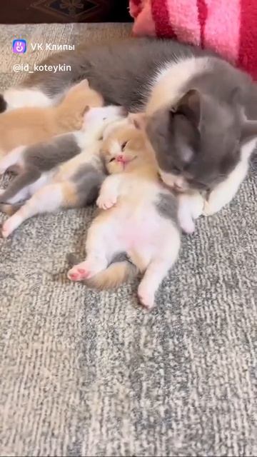 Cute Kittens 🐈
