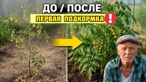 Вот ПОЧЕМУ ботва по пояс, а помидор восемь штук с куста