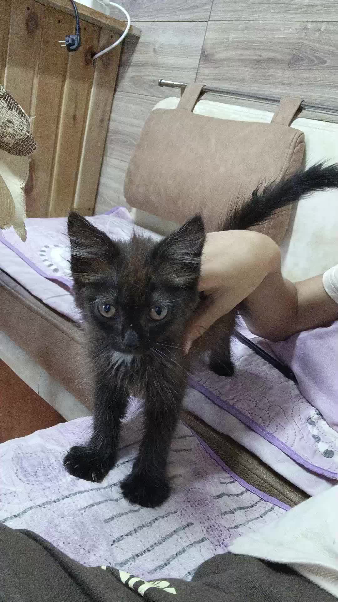 милый котик