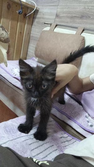милый котик